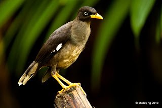 Jalak - White-vented myna (Javan myna) 4